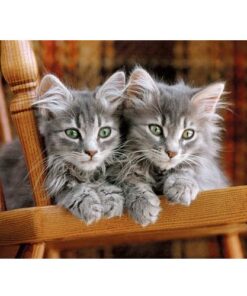 Puzzle Gatos (500 pcs) - Clementoni