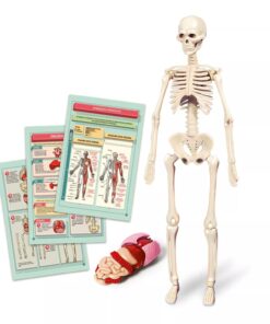 Ciência e Jogo - Kit Corpo Humano - Clementoni