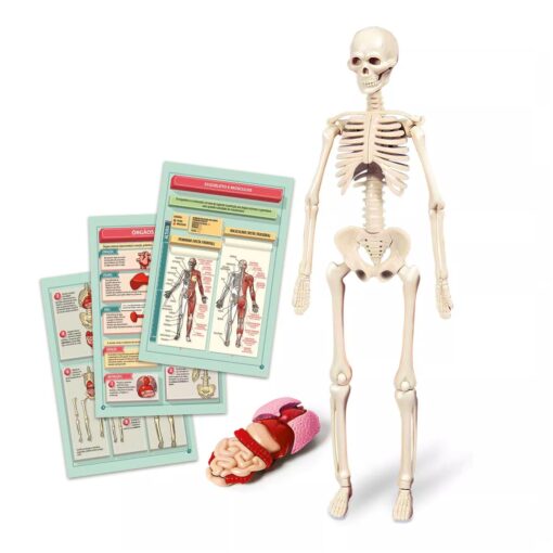 Ciência e Jogo - Kit Corpo Humano - Clementoni
